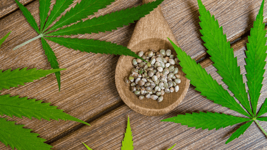 Graine de CBD : Cultivez Votre Propre Paradis Vert et Découvrez ses Secrets - WALDOS LEGEND