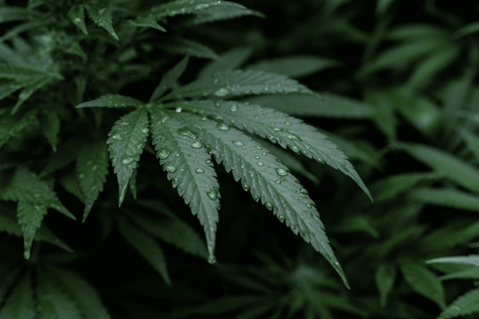 Qu'est-ce que le HHC ? Quelle différence avec le CBD ? - WALDOS LEGEND