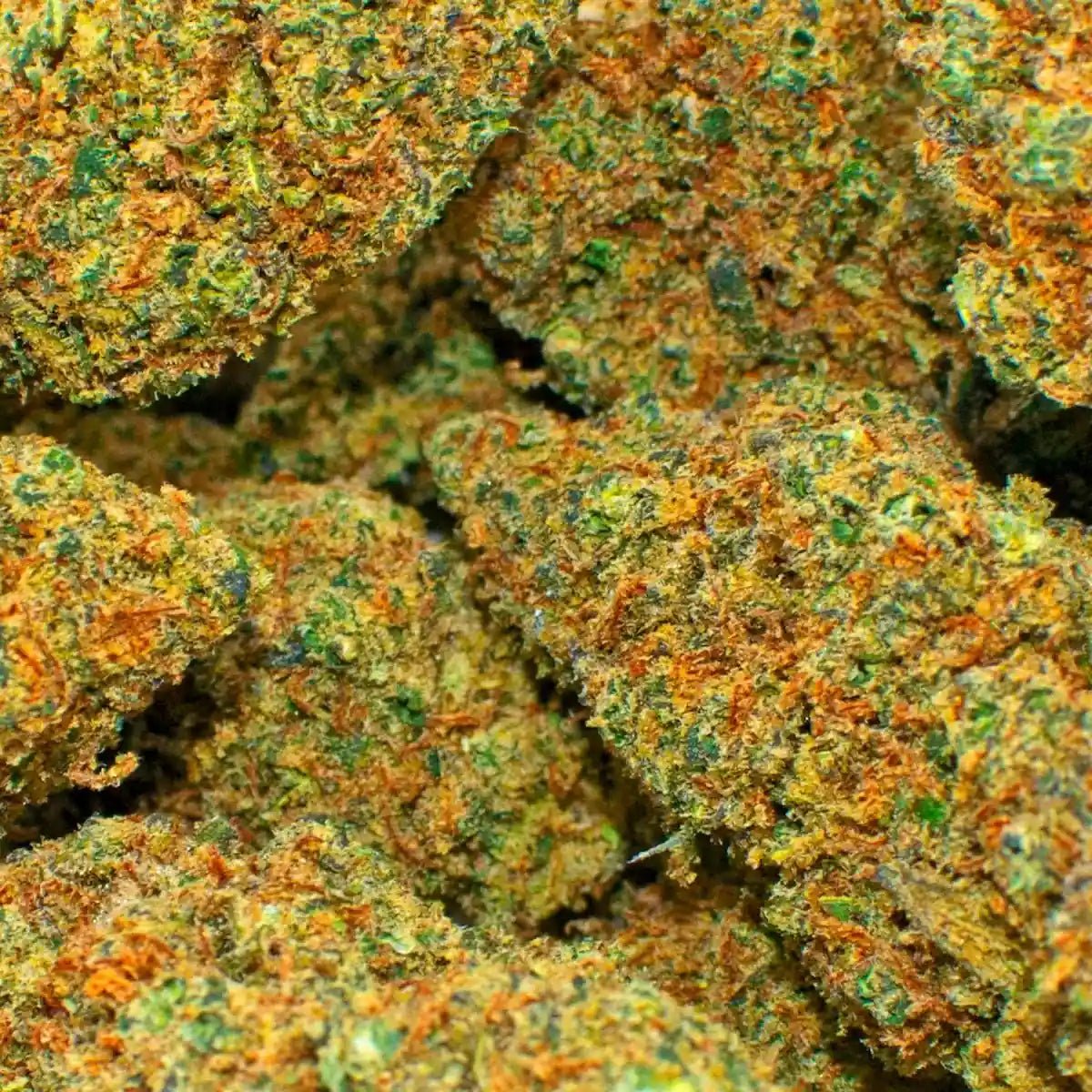 Photo fleur CBD blueberry OG CLOSEUP