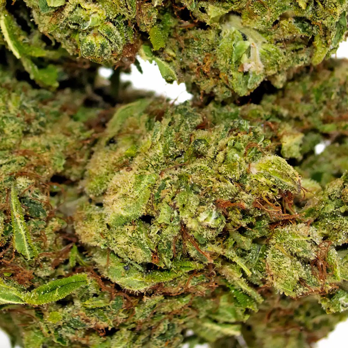 Le sucré acidulé de la candy kush WALDOS LEGEND ne vous laissera pas de marbre. 2