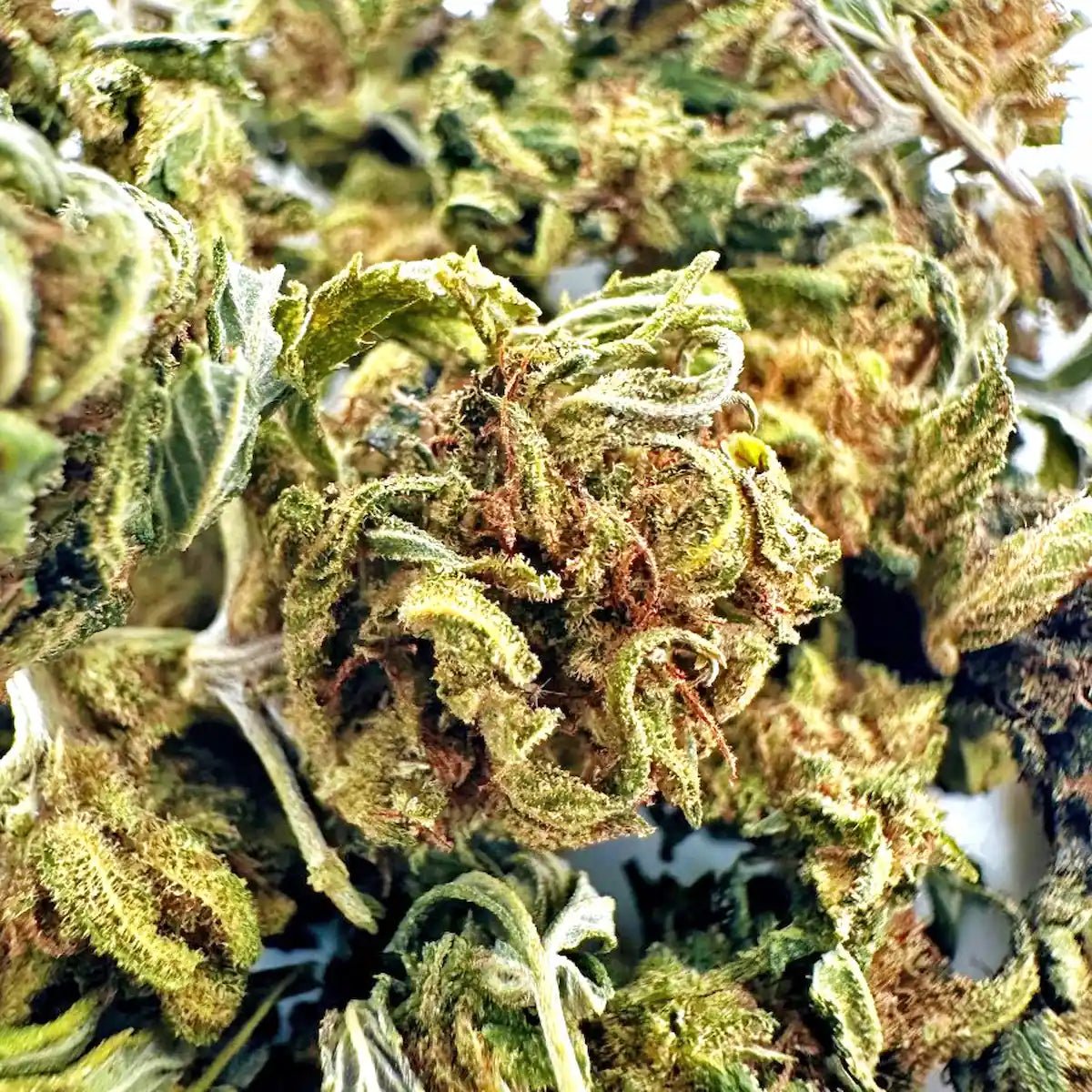 Green Poison CBD - Small Buds - WALDOS LEGEND - Fleur CBD Outdoor