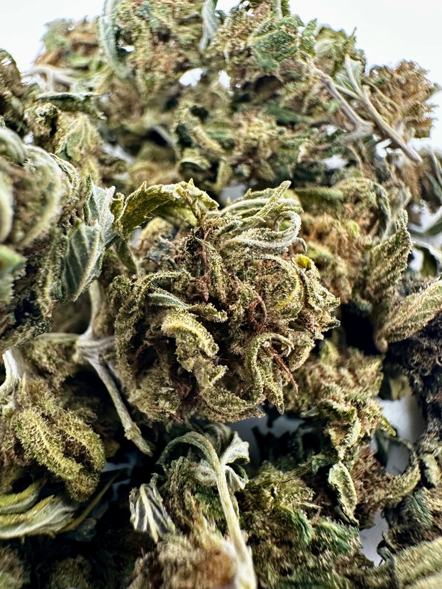 Green Poison CBD - Small Buds - WALDOS LEGEND - Fleur CBD Outdoor