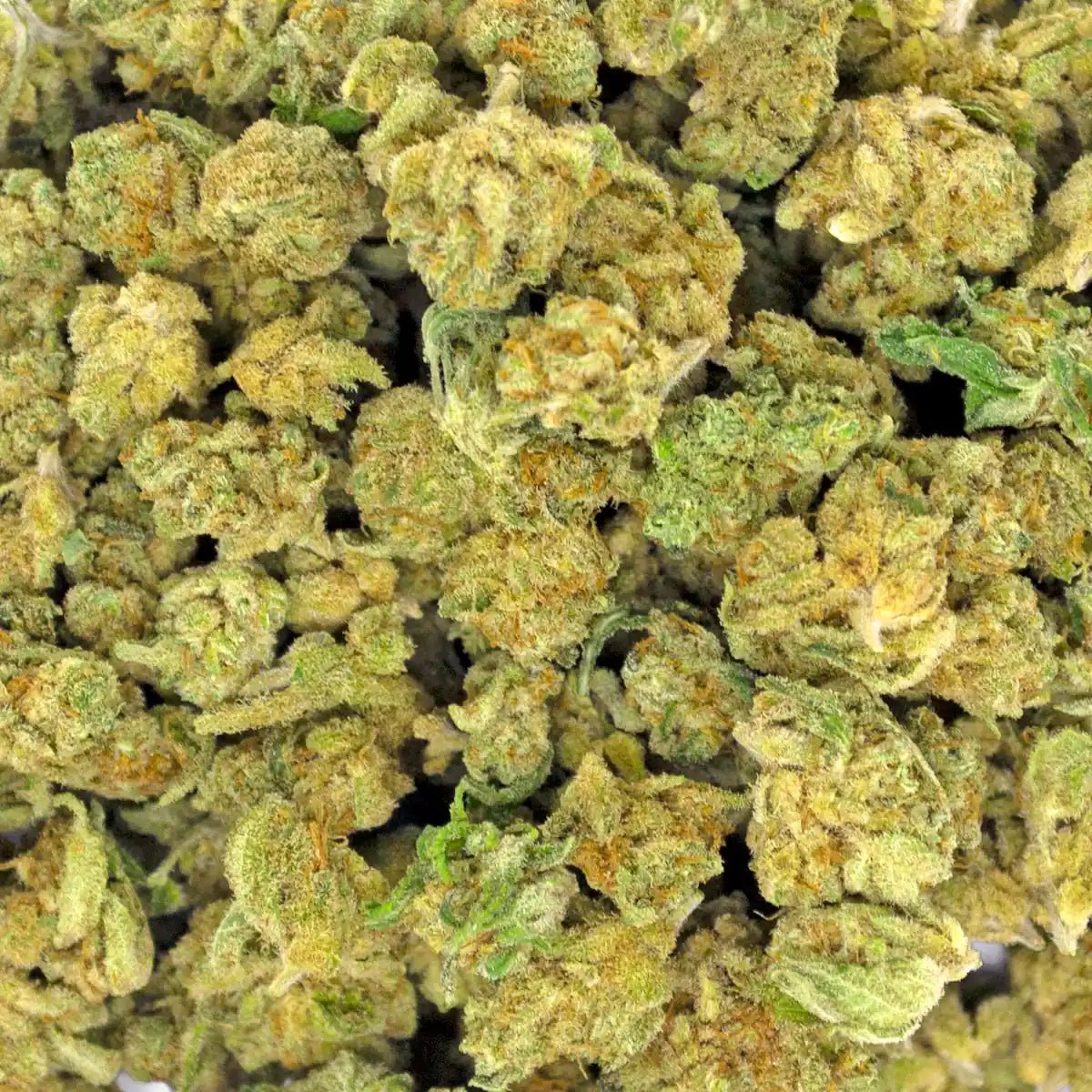 Photo zoomée de fleurs CBD Haze Lemon Small Buds - WALDOS LEGEND