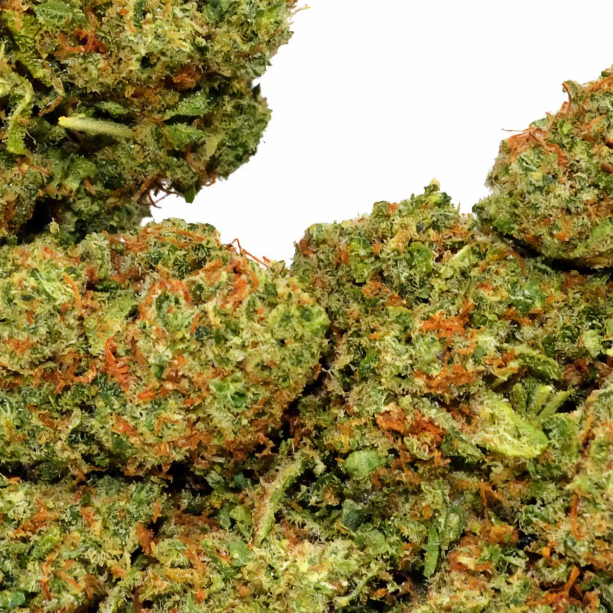 Lemon Gelato une variété exclusive WALDOS LEGEND. Photo2