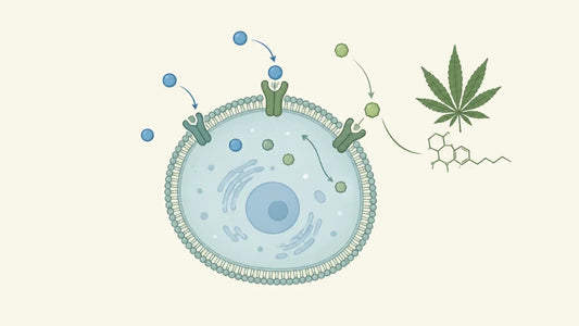 Le système endocannabinoïde et le CBD : mécanismes et limites - WALDOS LEGEND