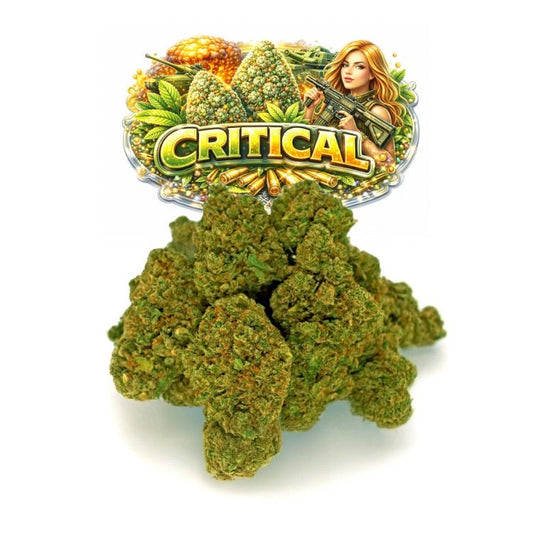 Critical CBD - WALDOS LEGEND - Fleur CBD Premium