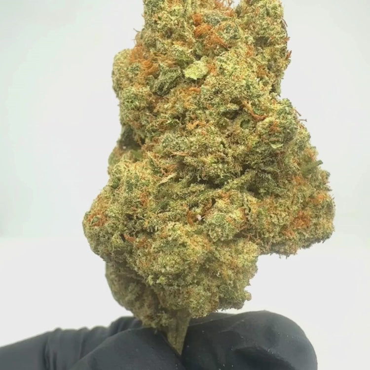 Fleur CBD Amnesia Haze premium cultivée en Suisse, taux de CBD 13%, saveurs citronnées et florales - vidéo 1